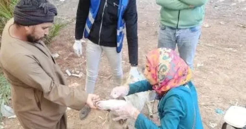 ”الخدمات البيطرية” تتابع جهود تحصين الماشية والوضع الوبائي وأعمال الرصد ودعم المربين