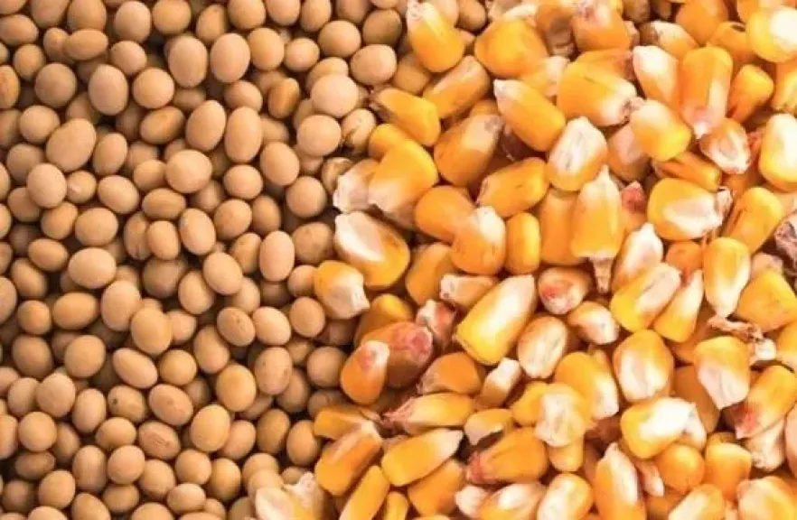 تراجع واردات مصر من الذرة وفول الصويا خلال الربع الأول من العام الجاري طباعة