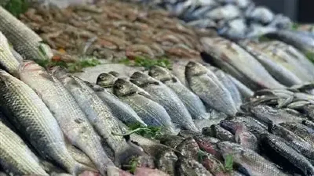 سعر سمك البلطي في مصر اليوم
