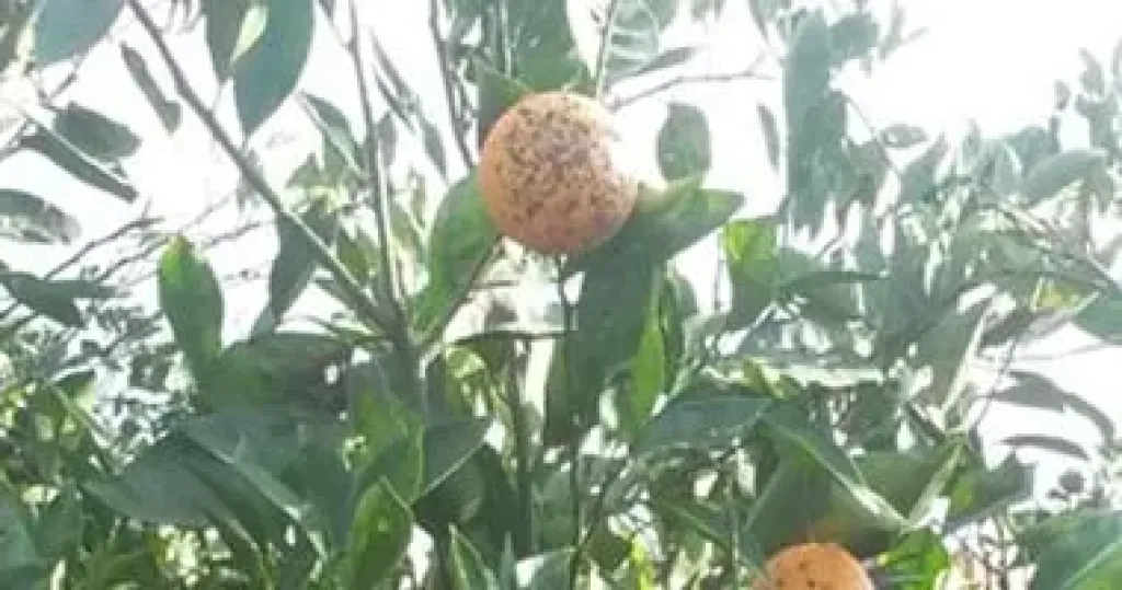 خبير مناخى: موجات الحر تؤثر على الزراعة فى مصر وهذه المحاصيل الأكثر تضررا