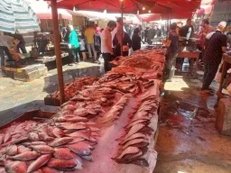 استقرار أسعار الأسماك اليوم بأسواق الإسكندرية.. والبوري بـ160 جنيها للكيلو