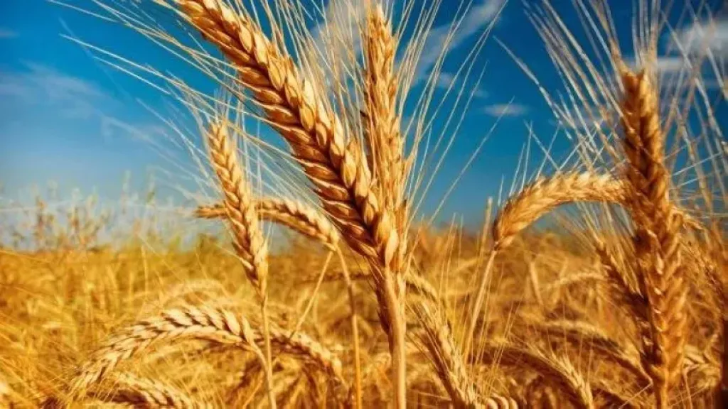 روسيا تلغى ضريبة تصدير القمح لأول مرة منذ 2021 لتعزيز مبيعاتها العالمية