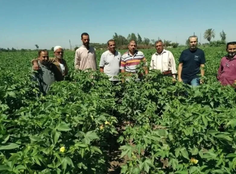 للنهوض بمحصول القطن ندوة إرشادية لفلاحى كفر الأعصر