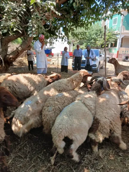 تحصين 119 ألف رأس ماشية ضد مرضي الحمى القلاعية والوادي المتصدع بالبحيرة