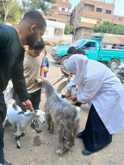 بيطرى الشرقية يُحصن ١٤٩ ألف و٣٤٨  رأس ماشية