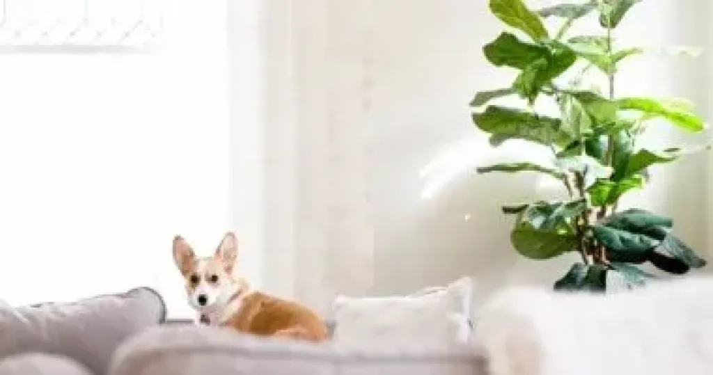 4 أخطاء ابعد عنها لو بتربى كلب فى البيت.. خلى بالك من الزرع
