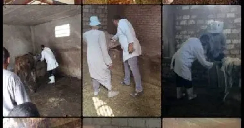 بيطري كفر الشيخ: تحصين 217 ألف رأس ماشية ضد الحمى القلاعية وتطوير مراكز تجميع الألبان