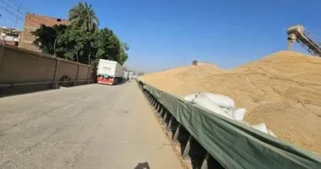 تموين المنوفية: توريد 111 ألفا و479 طن قمح حتى الآن بجميع الصوامع والشون