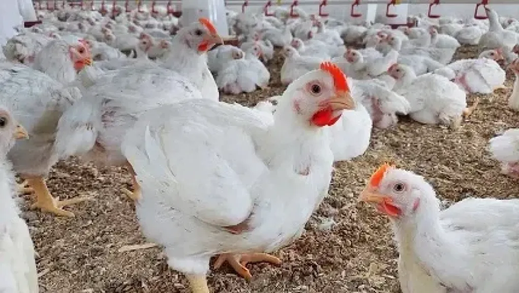 انخفاض أسعار الدواجن والبانيه اليوم الاثنين بالأسواق
