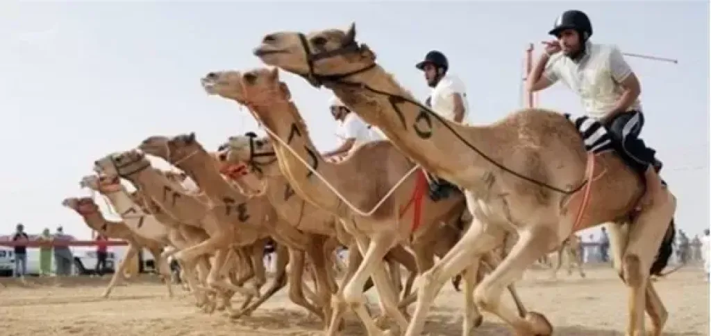ميدان الهجن بنجران يُعلن نتائج سباق سن الحقايق