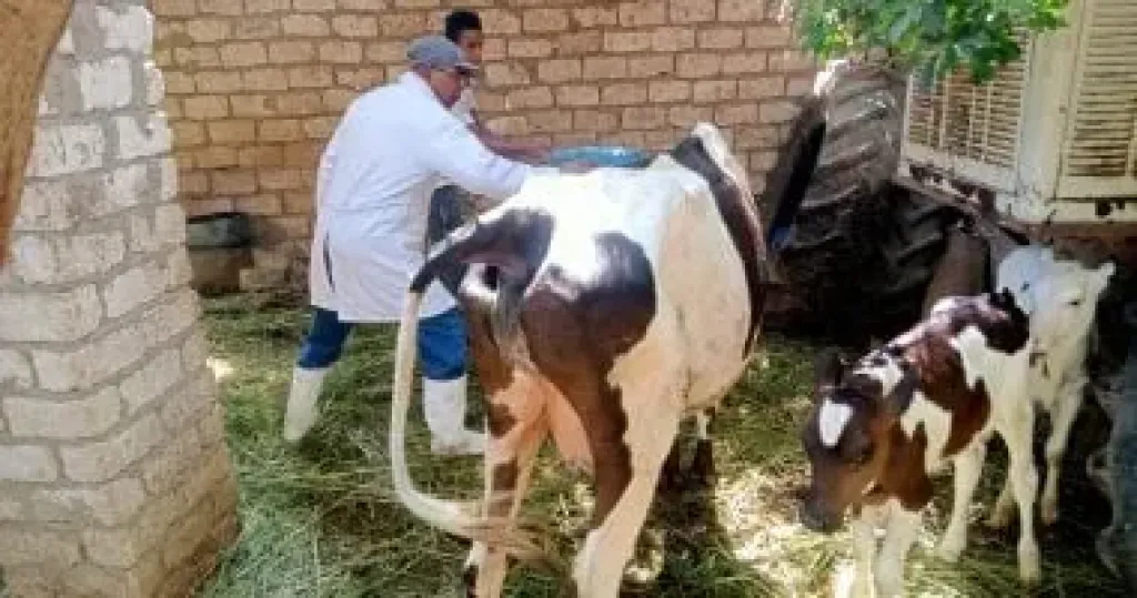 حملة تطعيمات للماشية ضد الحمى القلاعية بـ94 وحدة بيطرية فى قرى الفيوم