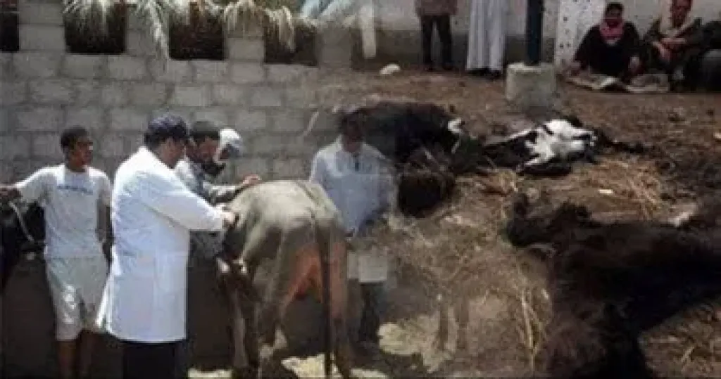 مصر تواصل حملة تحصين الثروة الحيوانية ضد فيروس الحمى القلاعية الجديد