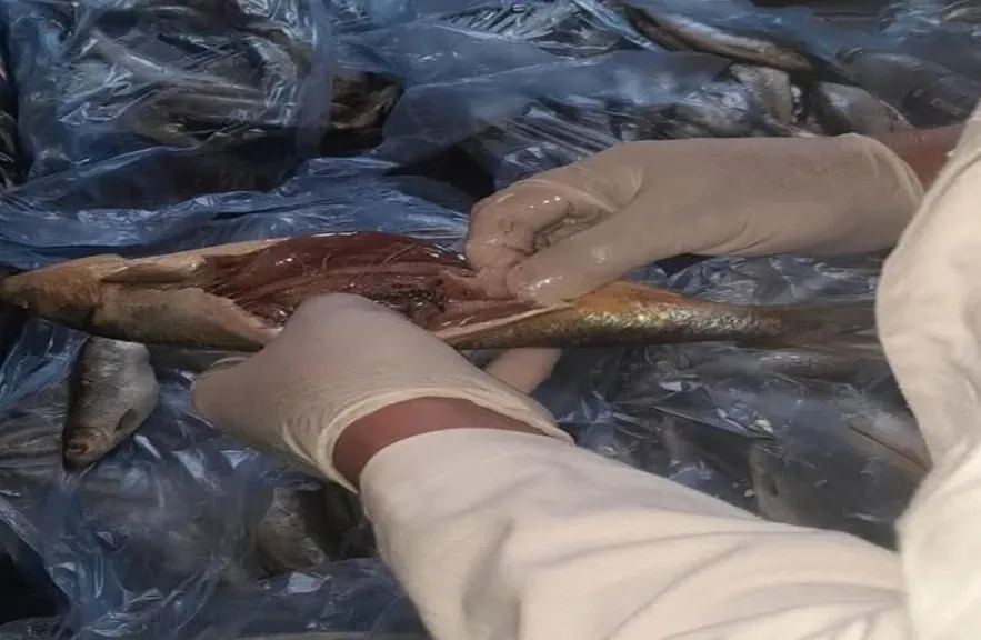 ضبط طن منتجات غذائية فاسدة في الغربية