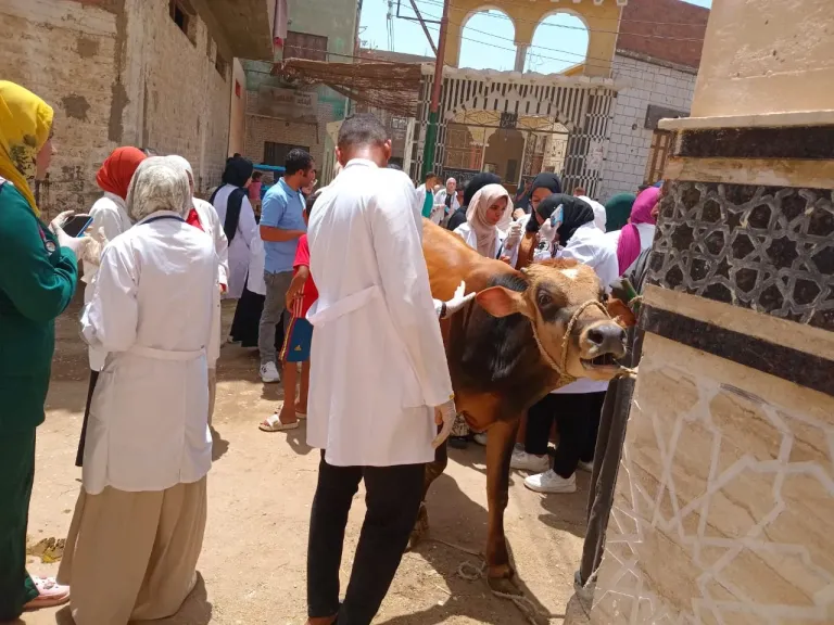 قافلة بيطرية لجامعة سوهاج بقرية أولاد خليفة| صور