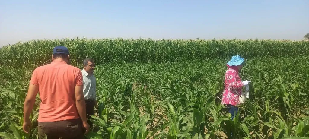 محافظ أسيوط: متابعة مستمرة لحقول الذرة الرفيعة ضمن فعاليات الحملة