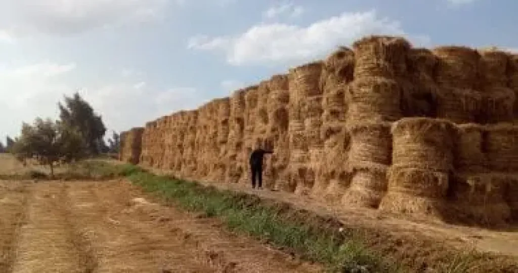 الزراعة: منظومة تدوير قش الأرز أثبتت نجاحها فى تقليل معدلات الحرق