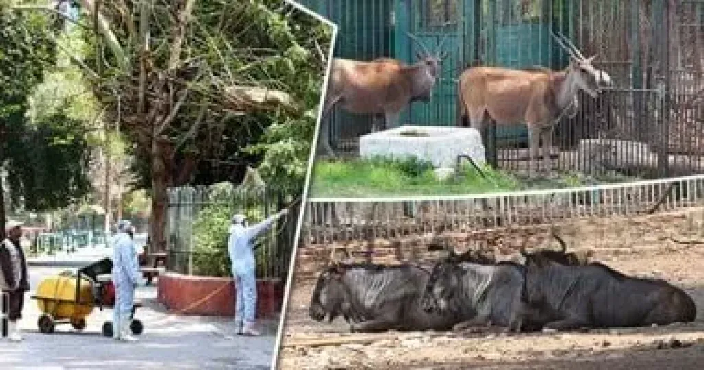 هل تم قتل الأسود بحديقة الحيوان بالجيزة؟.. بيان رسمى يكشف الحقائق
