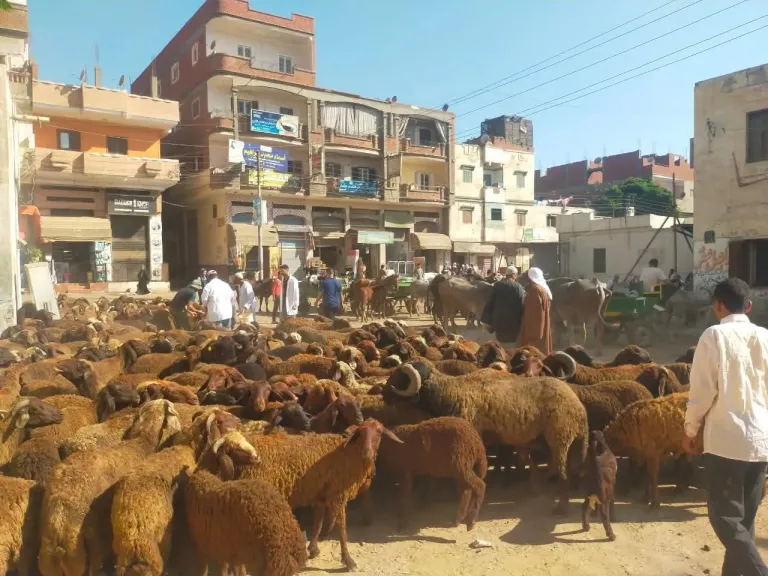 فحص 5213 طائرًا وماشية خلال قافلة بيطرية في «قرانشو» بالغربية | صور