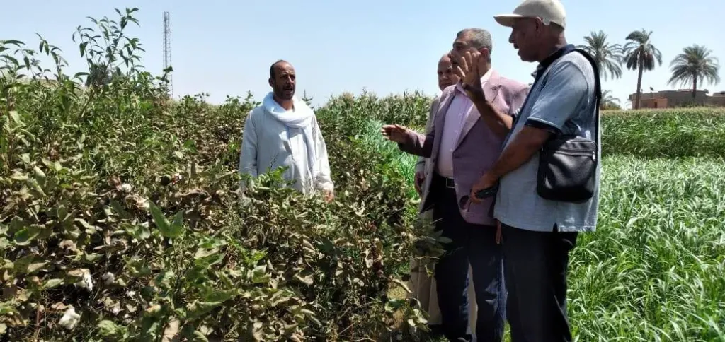 محافظ أسيوط يتابع موسم جني القطن ويؤكد: التوعية الزراعية
