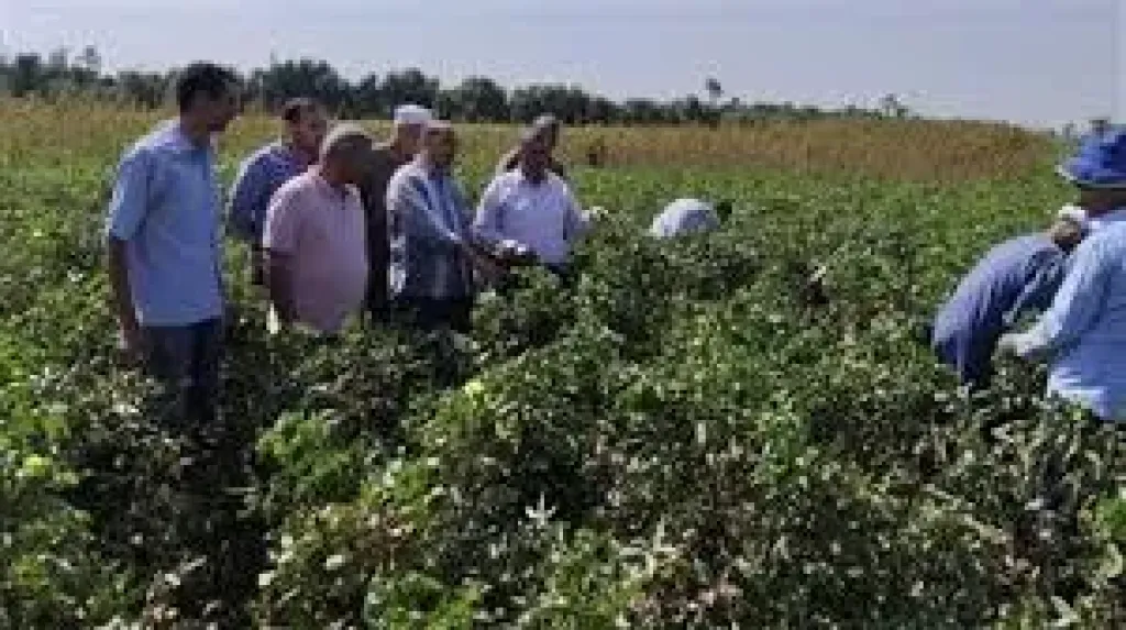 زراعة الفيوم تبحث خطة مستقبلية لإنتاج لبن آمن صحيا ومطابق للمواصفات