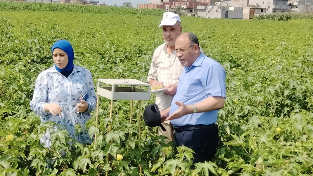 وكيل زراعة البحيرة وسط زراعات القطن لفحصه ويؤكد على أهميته هذا العام