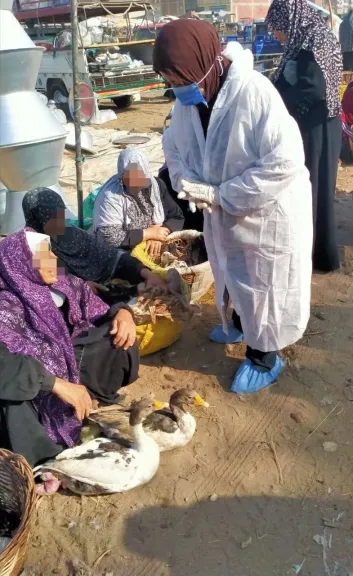 بيطري الشرقية يحصن٦٠ ألف طائر ضد مرض أنفلونزا الطيور