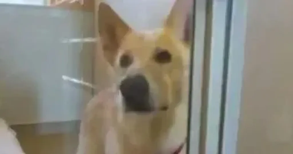 كلب ضال يعقر 6 أشخاص بمركز الواسطى ببنى سويف