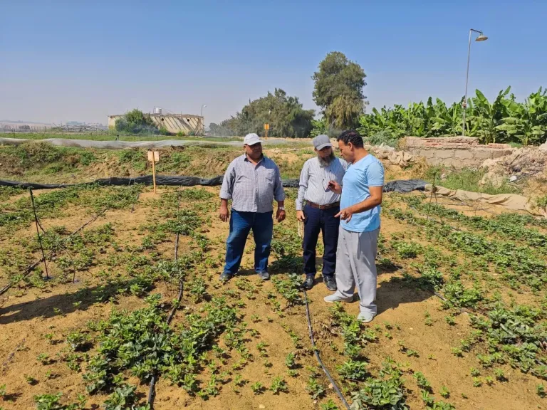 ”الزراعة” تصدر نحو 384 ترخيص مشاتل إنتاج الخضر خلال أغسطس