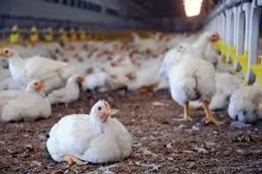 انخفاض يعيد التوازن، سعر الفراخ اليوم السبت 6 سبتمبر 2025