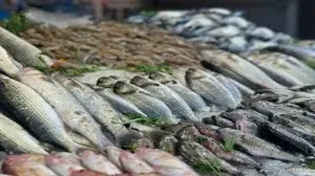 سعر السمك والمأكولات البحرية اليوم، انخفاض البلطي وارتفاع 20 جنيها في البوري والكابوريا