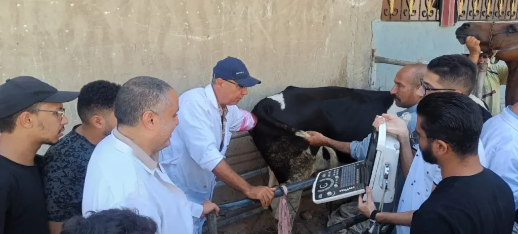 ”الزراعة” تكثّف جهود الرعاية التناسلية والتحسين الوراثي للماشية خلال أغسطس
