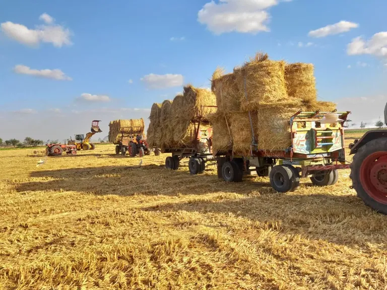 تجميع 32500 طن قش أرز منذ بداية الحصاد بمحافظة الشرقية
