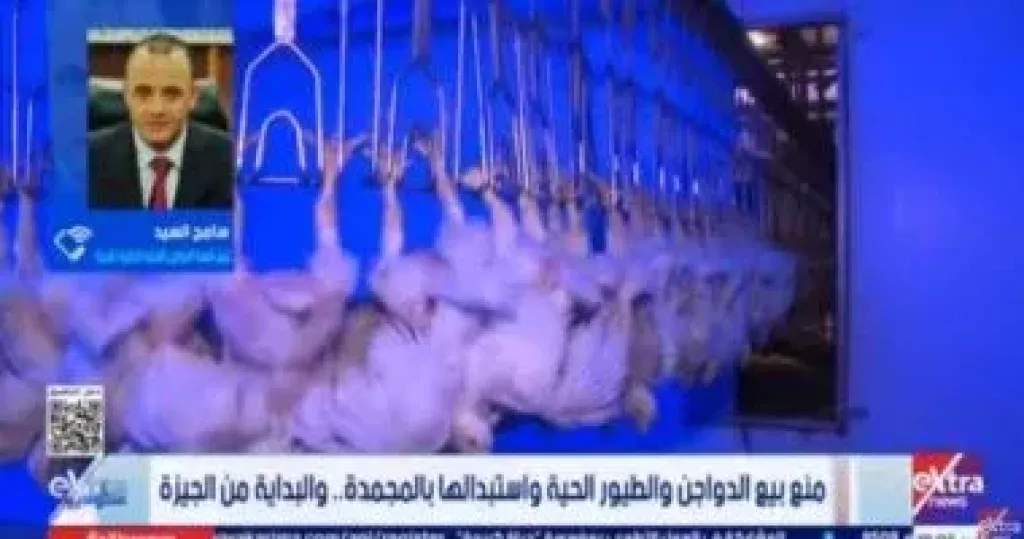 شعبة الدواجن: بيع الطيور مجمدة يخفض الفجوة بين المزرعة والمستهلك 25%