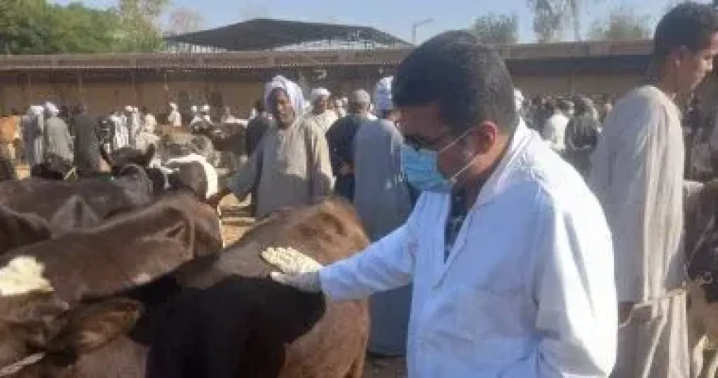 بيطرى الأقصر تحكم رقابتها على أسواق الماشية بفحصها وتحصينها