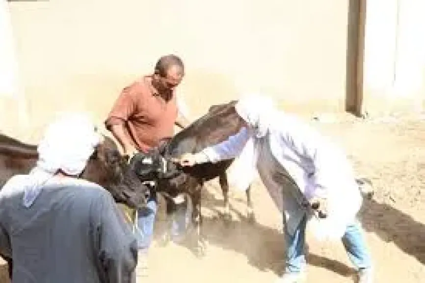 توقيع الكشف الطبي على 2350 رأس ماشية في قافلة بيطرية بالفيوم