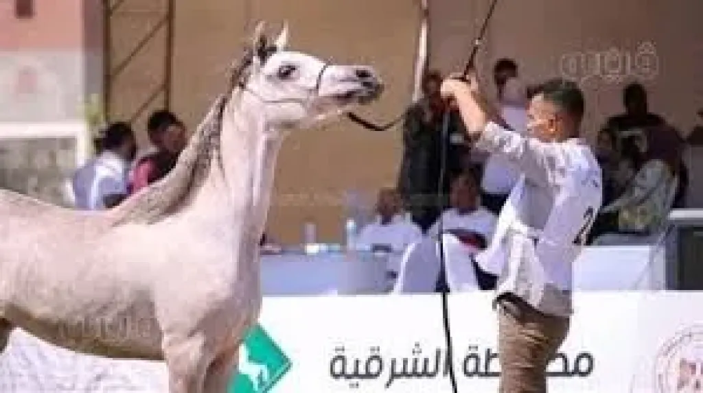 مهرجان الشرقيه للخيول العربيه الاصيله