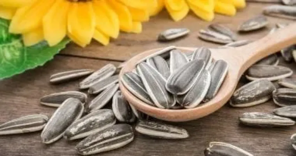 تعرف على فوائد اللب السورى واحذر من مخاطر الإفراط فيه