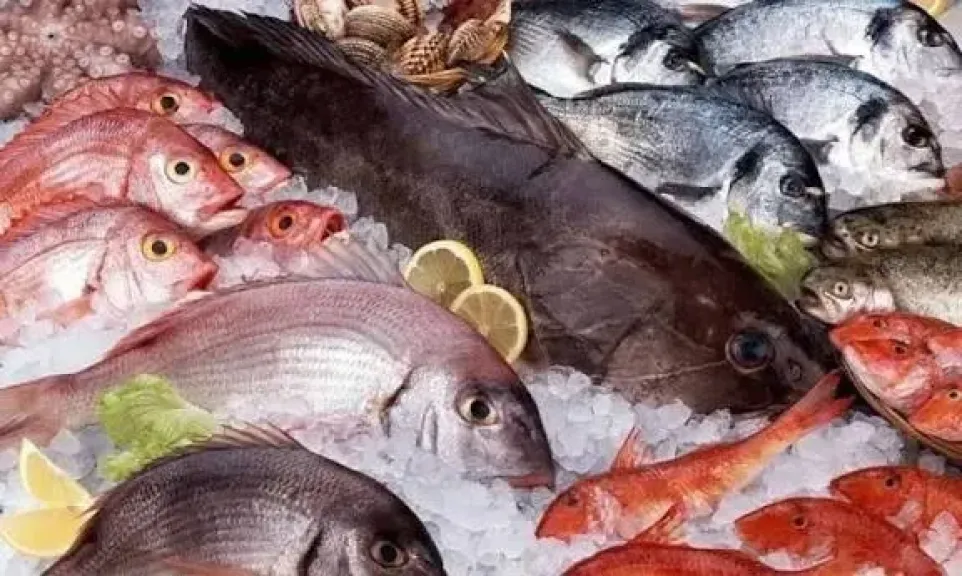 اسعار السمك 