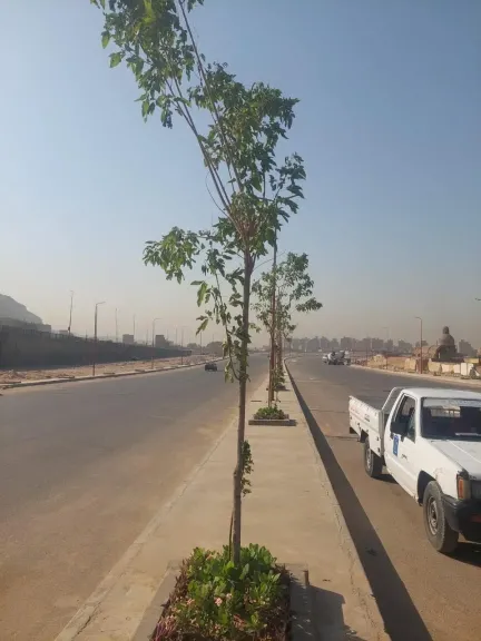 مليون شجرة 