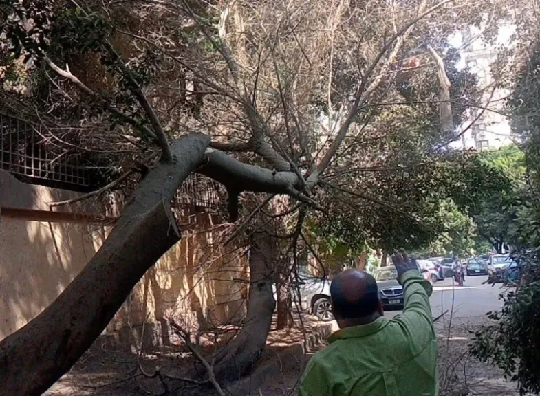 الجيزة.. إزالة شجرة ضخمة مائلة بحي العجوزة