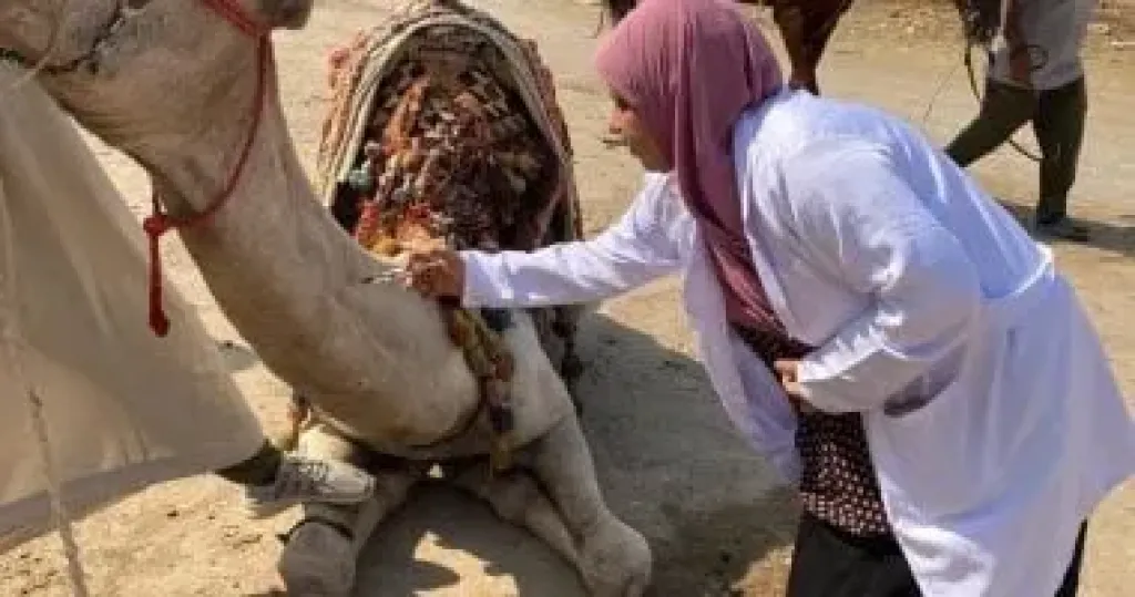قافلة بيطرية مجانية لعلاج الخيول والجمال فى نزلة السمان