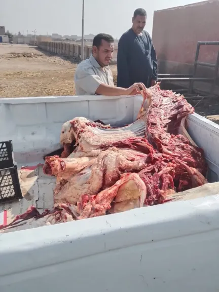 *محافظ أسيوط: ضبط ذبيحة غير صالحة للاستهلاك الآدمي تزن 350 كجم
