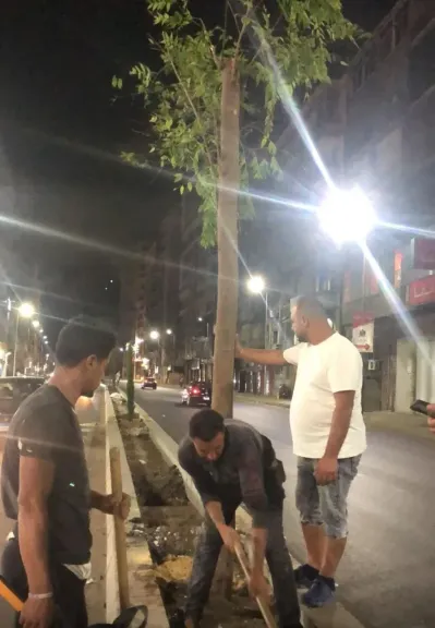 محافظة الإسكندرية: إزالة النخيل بطريق الحرية لتعارضها مع مسار التوسعة وزراعة بدائل