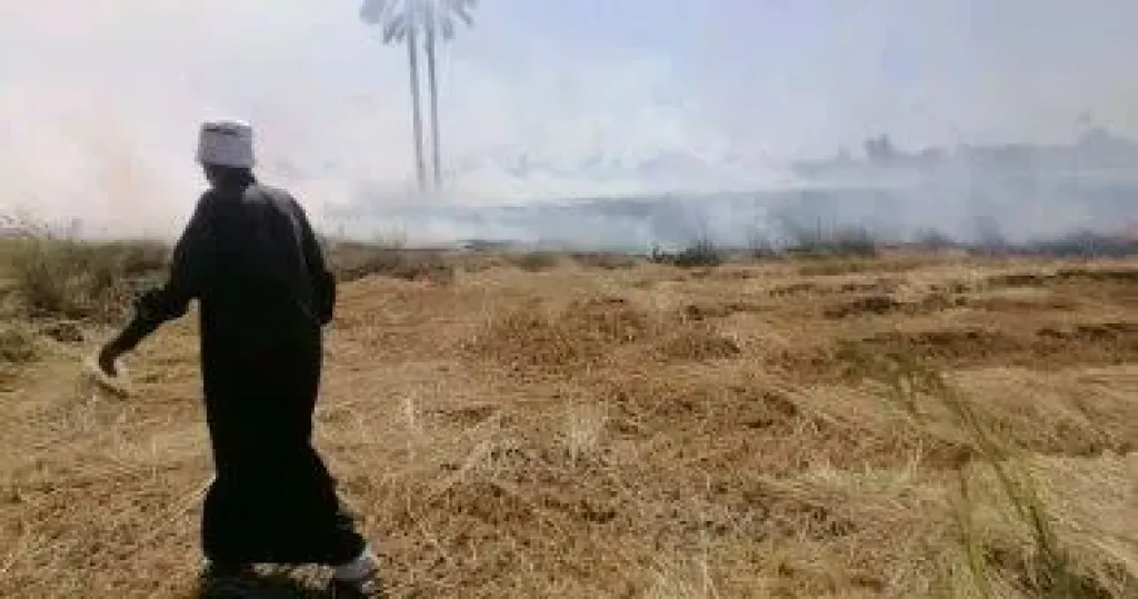 جهاز البيئة بالشرقية يكثف جولاته الميدانية ويحرر 189 محضرا لحرق قش الأرز