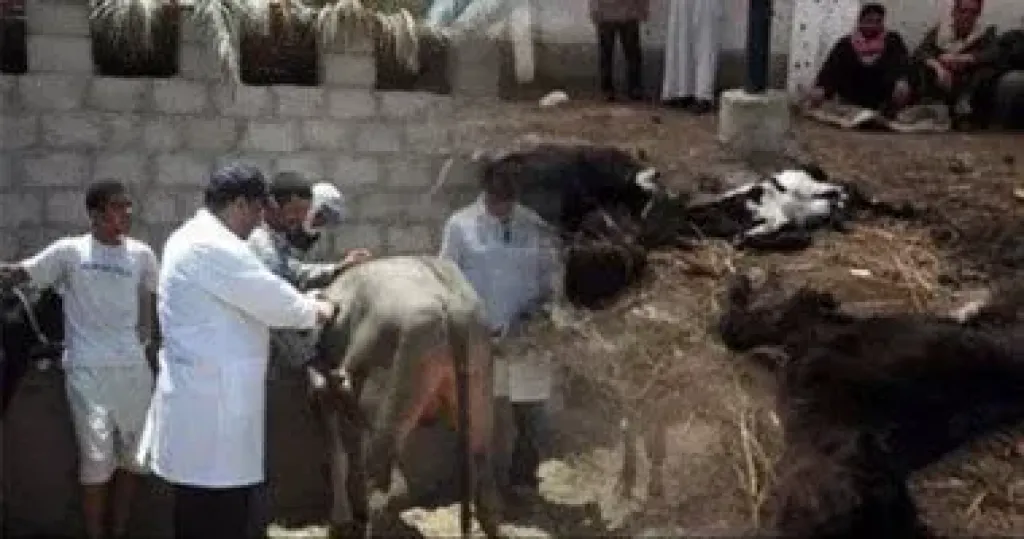 تحصين 109 ألف حيوان بالحملة القومية ضد الحمى القلاعية والوادي المتصدع بالأقصر تحصين 109 ألف حيوان بالحملة القومية ضد الحمى القلاعية والوادي المتصدع بالأقصر