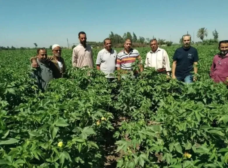 الدقهلية تعلن استقبال القطن في 12 مركزا بداية من غد بـ 9... الدقهلية تعلن استقبال القطن في 12 مركزا بداية من غد بـ 9 آلاف جنيه للطن