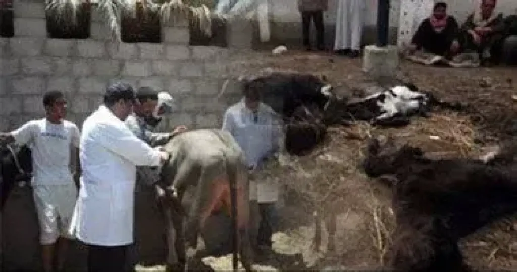 إنطلاق الحملة القومية الثالثة للتحصين ضد الحمى القلاعية وحمى الوادي المتصدع بالبحيرة إنطلاق الحملة القومية الثالثة للتحصين ضد الحمى القلاعية وحمى الوادي المتصدع بالبحيرة