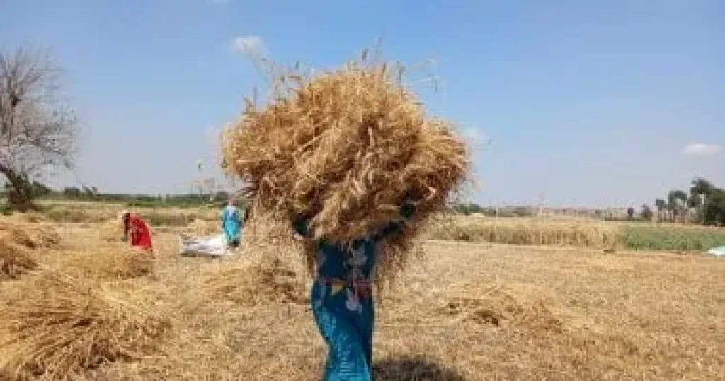 وزير الزراعة: رفع حالة الاستعداد القصوى لانطلاق موسم القمح الجديد وزير الزراعة: رفع حالة الاستعداد القصوى لانطلاق موسم القمح الجديد