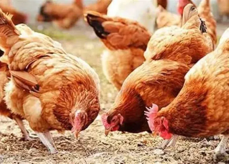 ارتفاع البيضاء وانخفاض البلدي، سعر الفراخ اليوم الإثنين 27 أكتوبر 2025 ارتفاع البيضاء وانخفاض البلدي، سعر الفراخ اليوم الإثنين 27 أكتوبر 2025