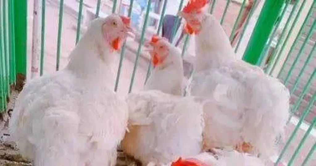 الفراخ بـ65 جنيها.. سعر كيلو الفراخ البيضاء بالقليوبية اليوم الخميس الفراخ بـ65 جنيها.. سعر كيلو الفراخ البيضاء بالقليوبية اليوم الخميس